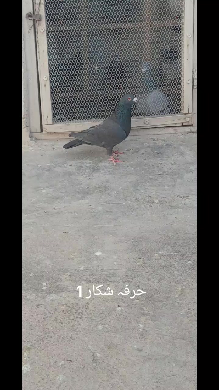 @chamanjanshoukmallroade