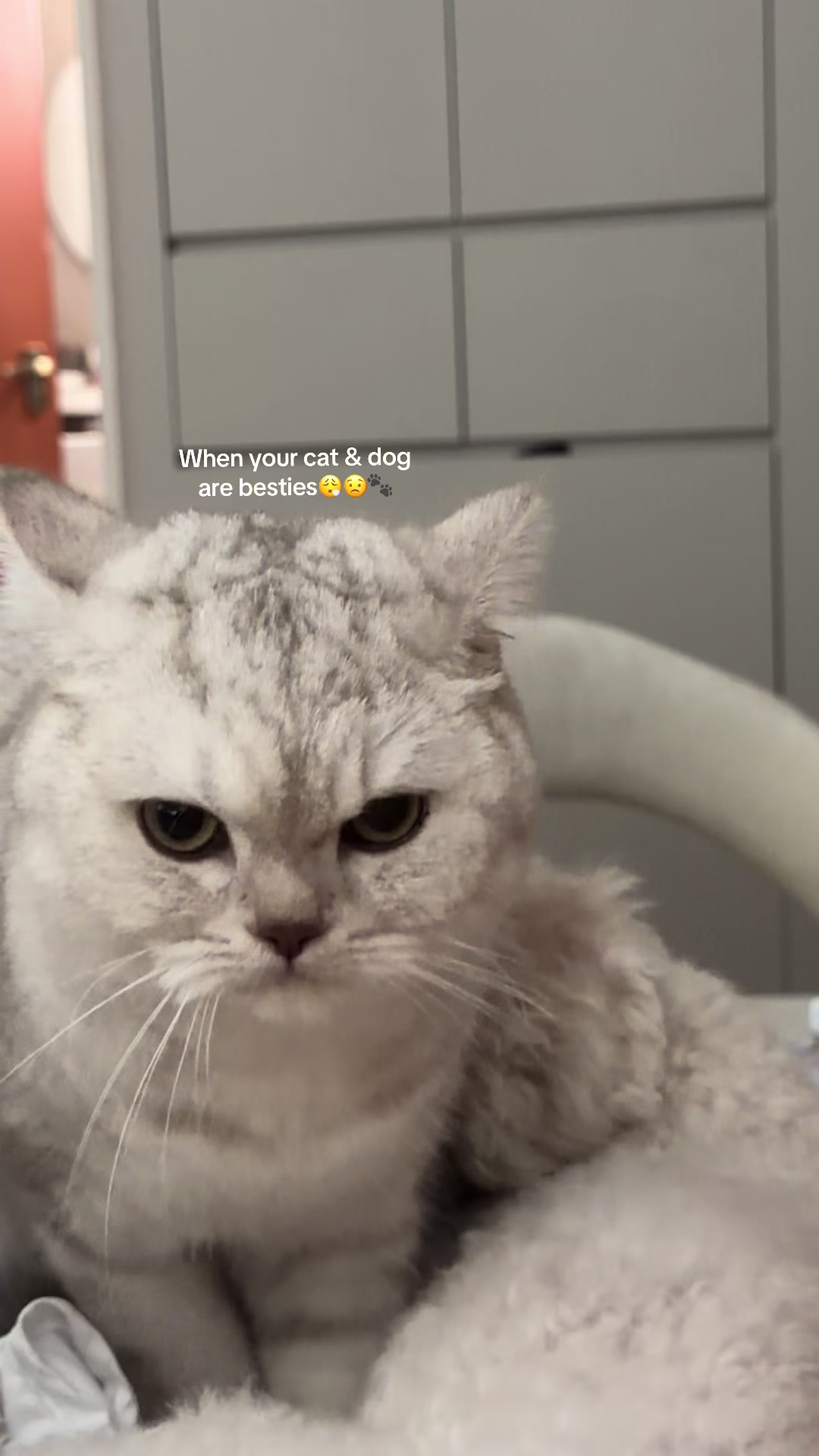 @Curatedbymiao