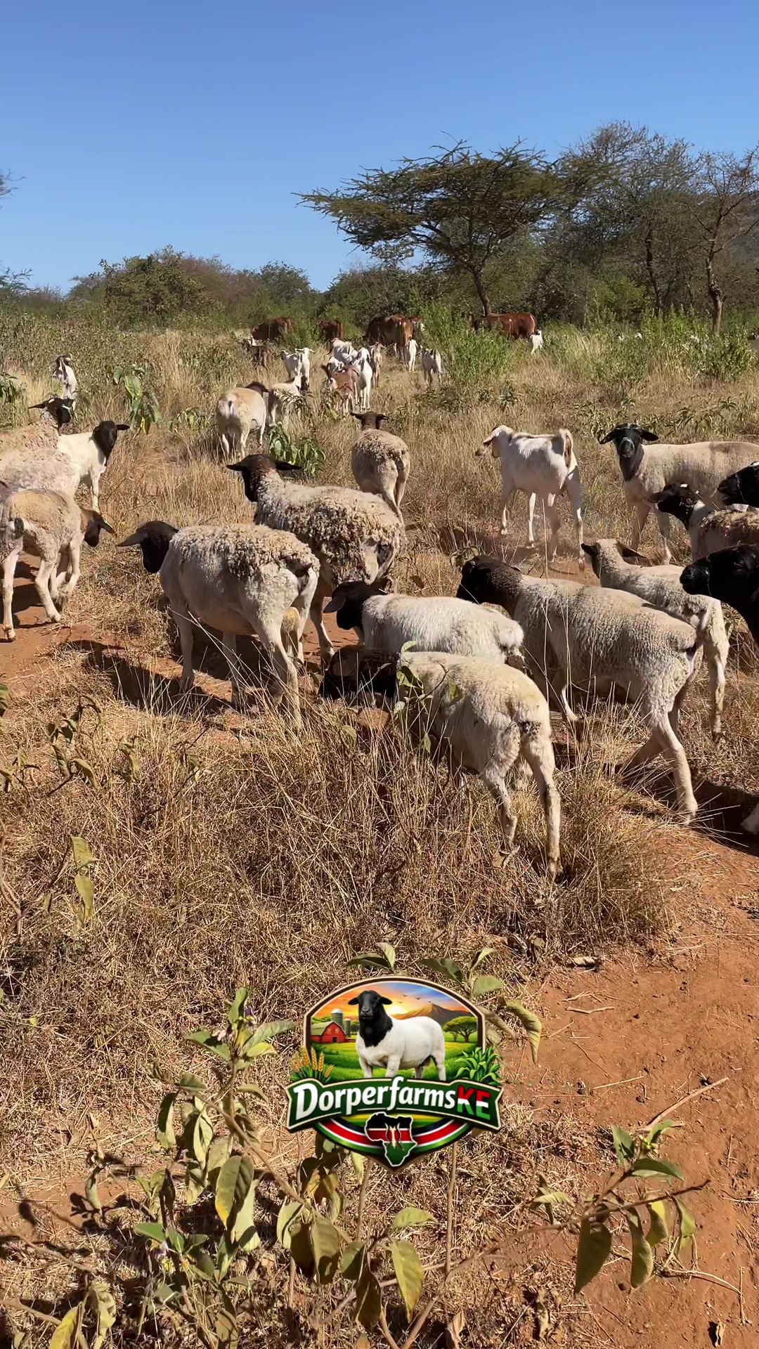 @DorperfarmsKE🇰🇪