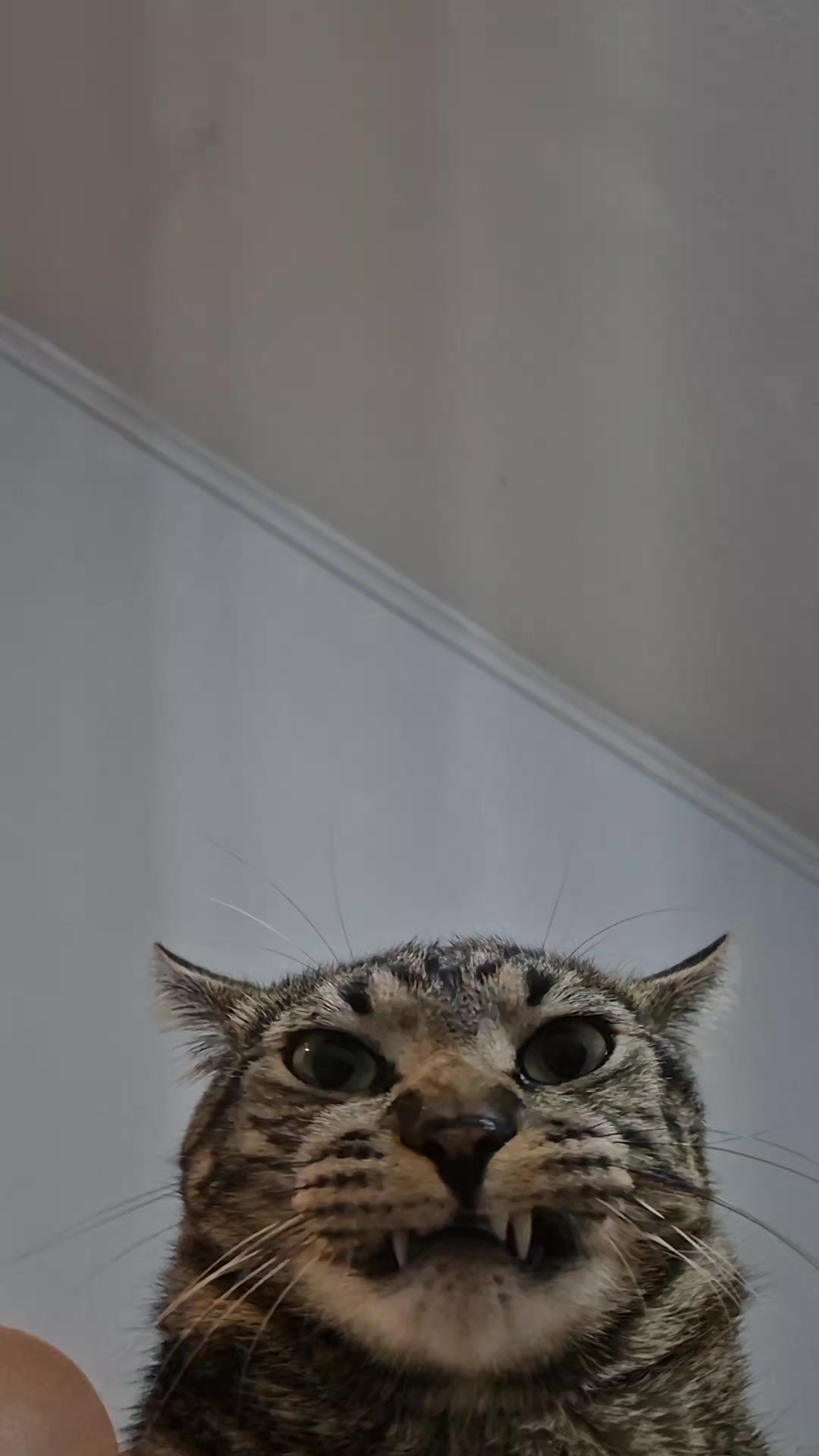 @Mushu