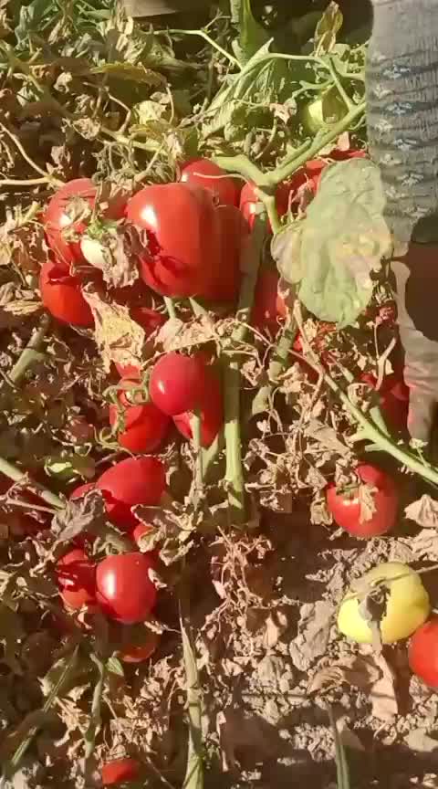 @@funda_tugrul_aliefe