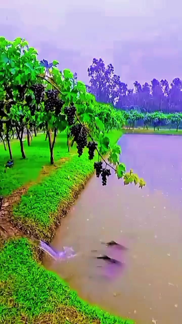 @LIAQAT_ALI