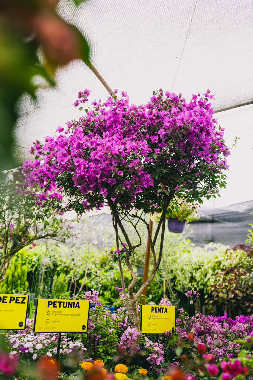 @Macetare Garden Shop Ecuador
