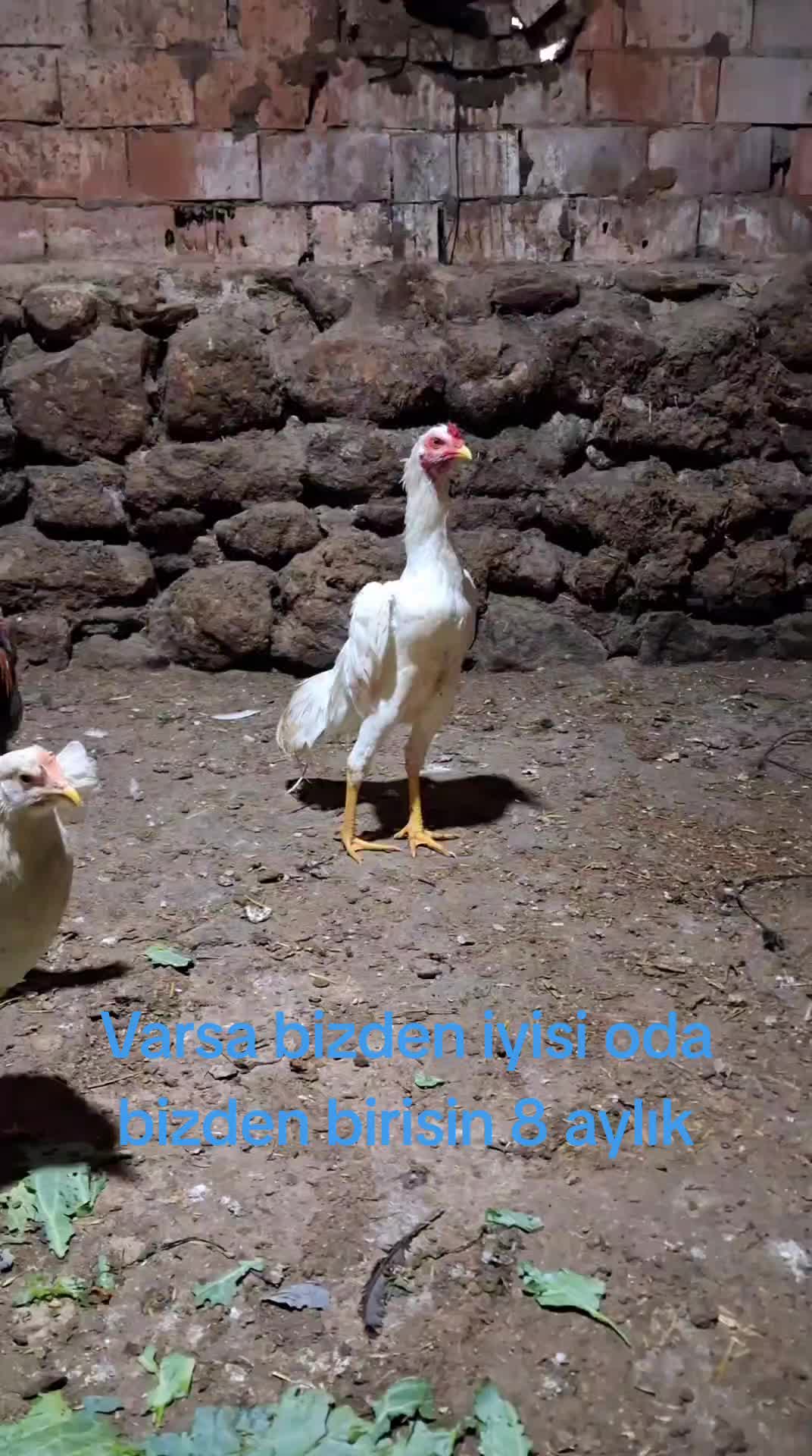 @YAVUZ TARIM🌻🌾🌾🇹🇷🚜