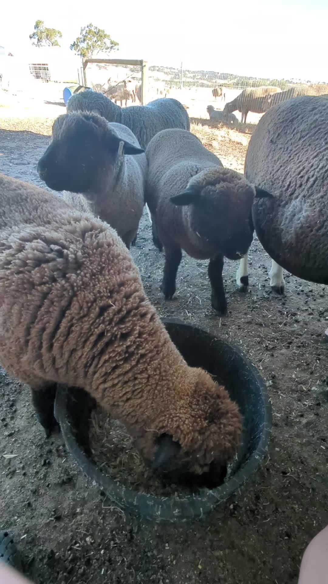 @Gardin Park Babydoll Sheep