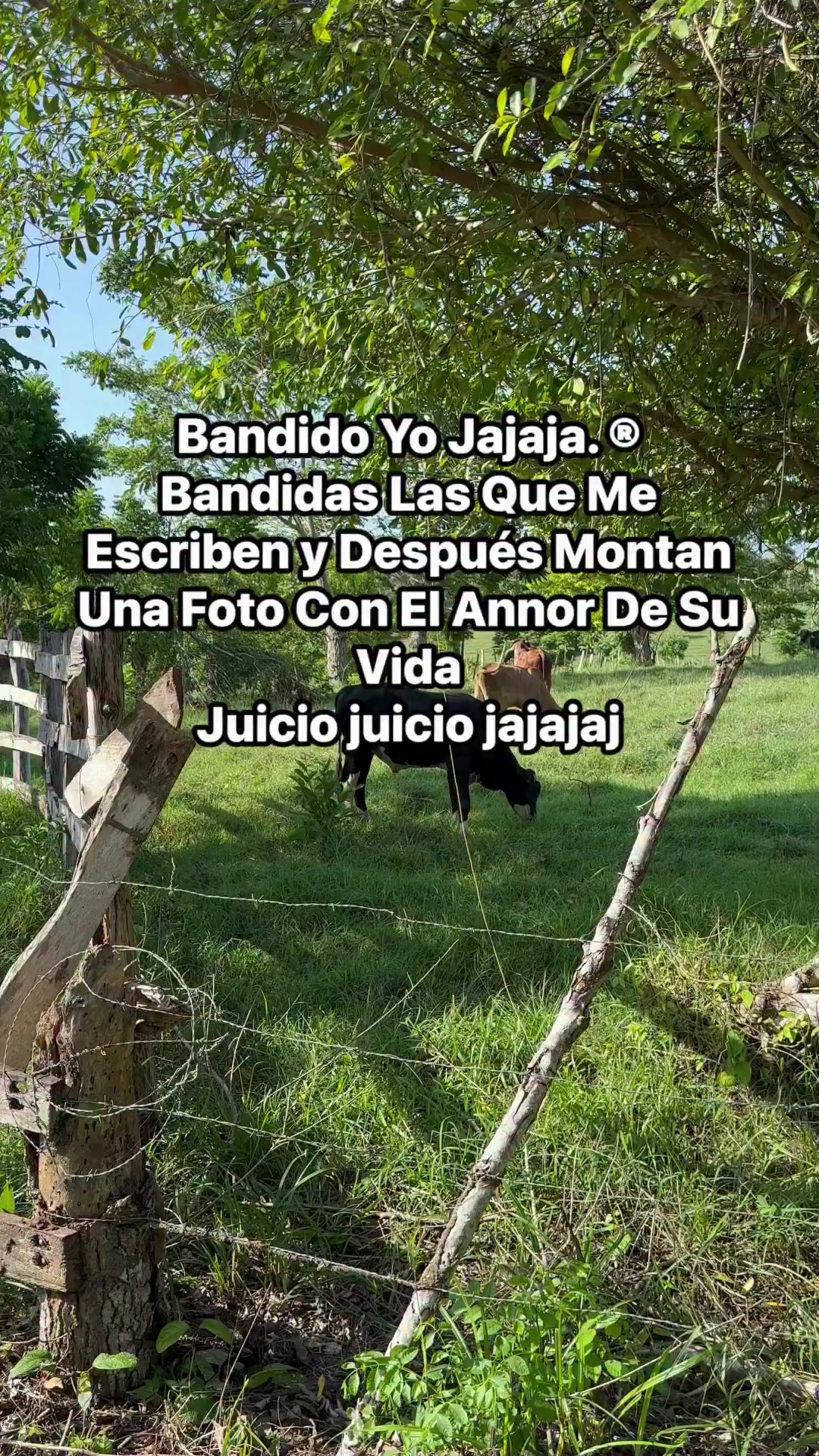 @luismamoreno