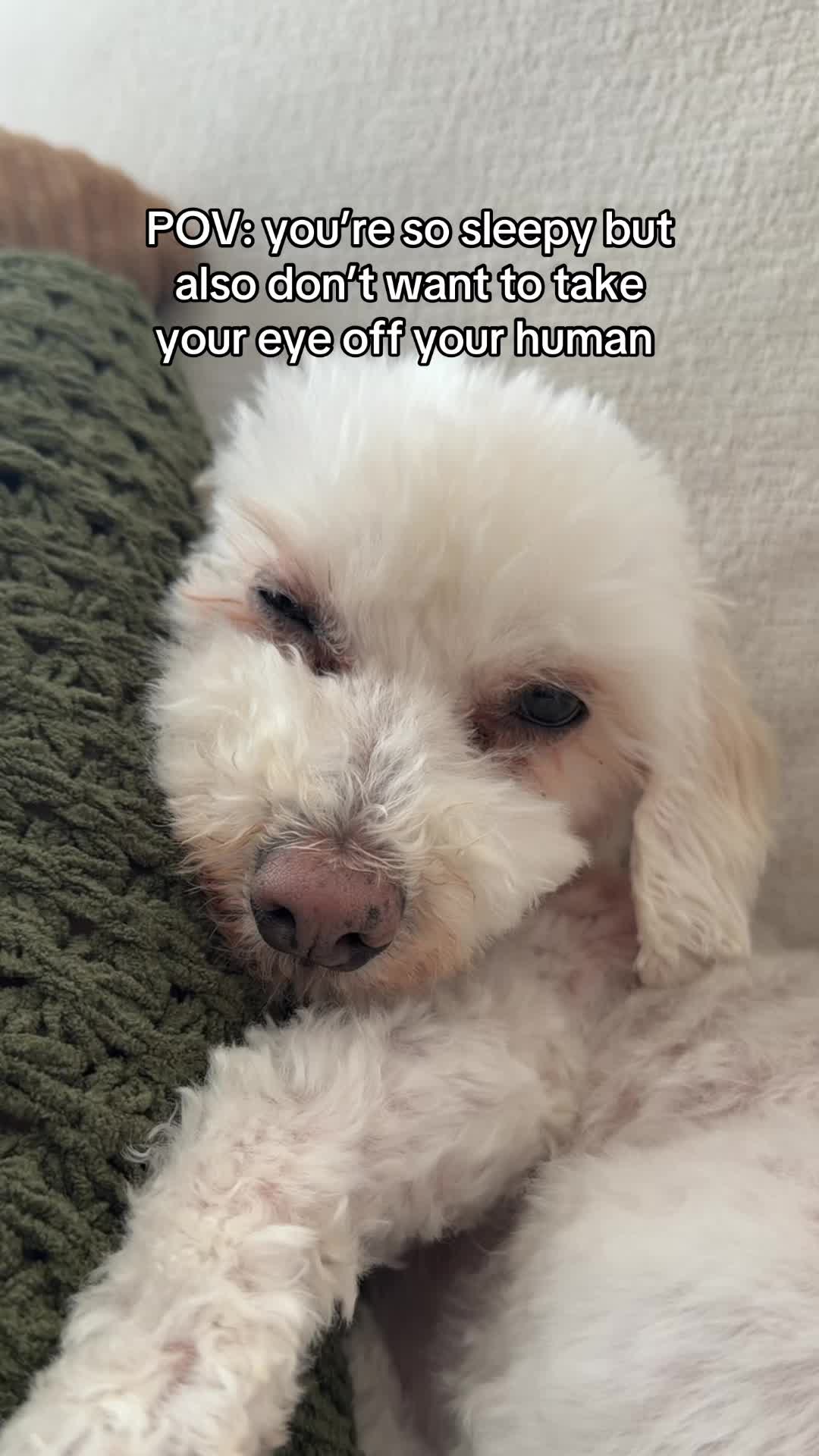 @Spicy The Dog