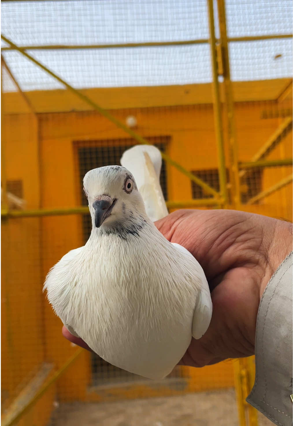 @sahibzada_zeshan_pigeons
