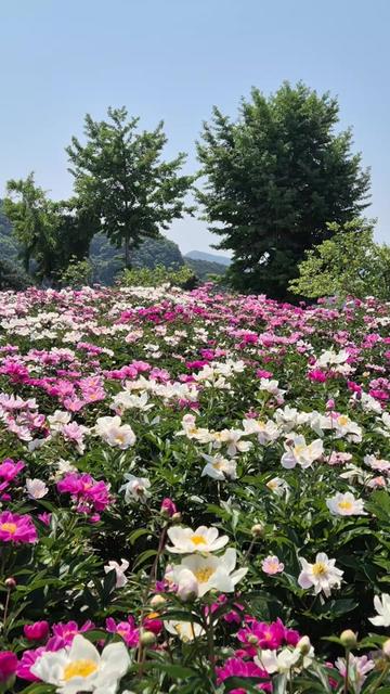 @긴머리