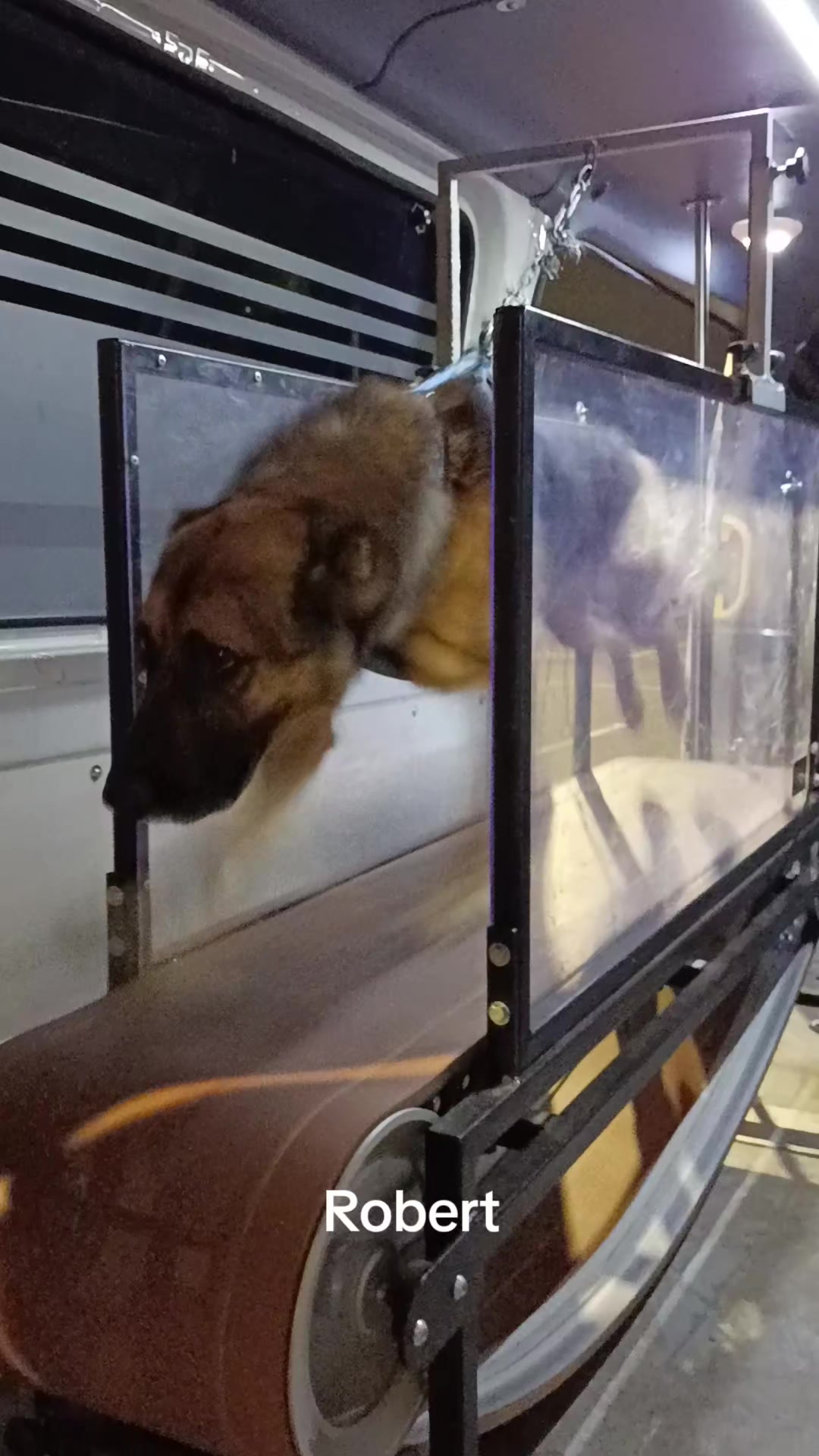@Canine Conditioning