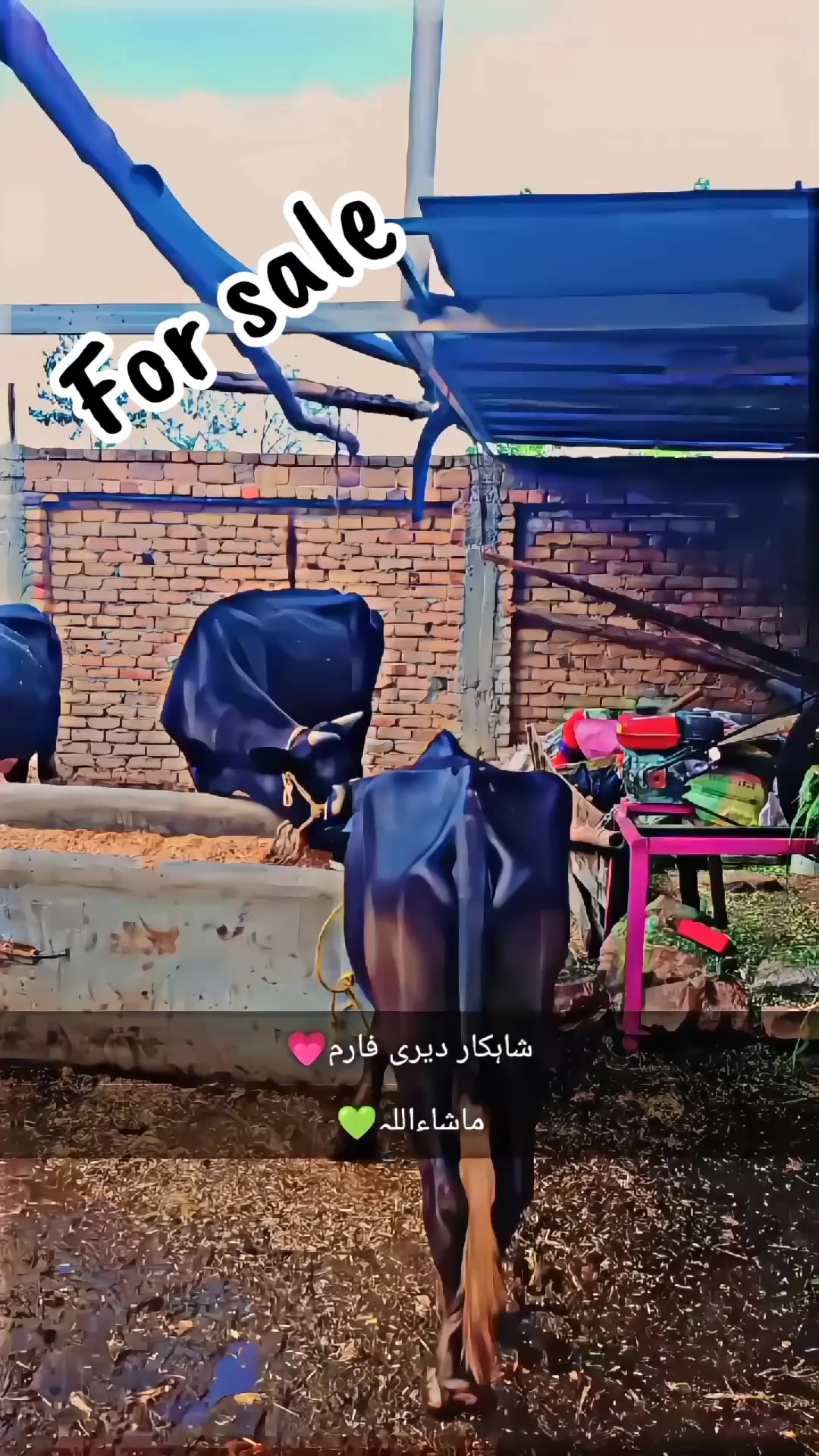 @Syed Shahkar Ali Shah