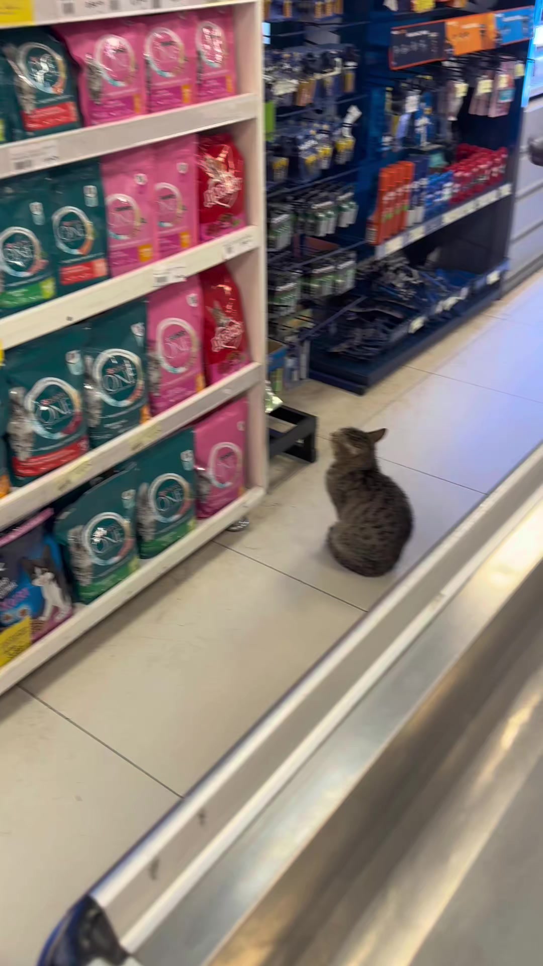 @💞S̴E̴V̴D̴A̴ ̴💞KEDİ💞