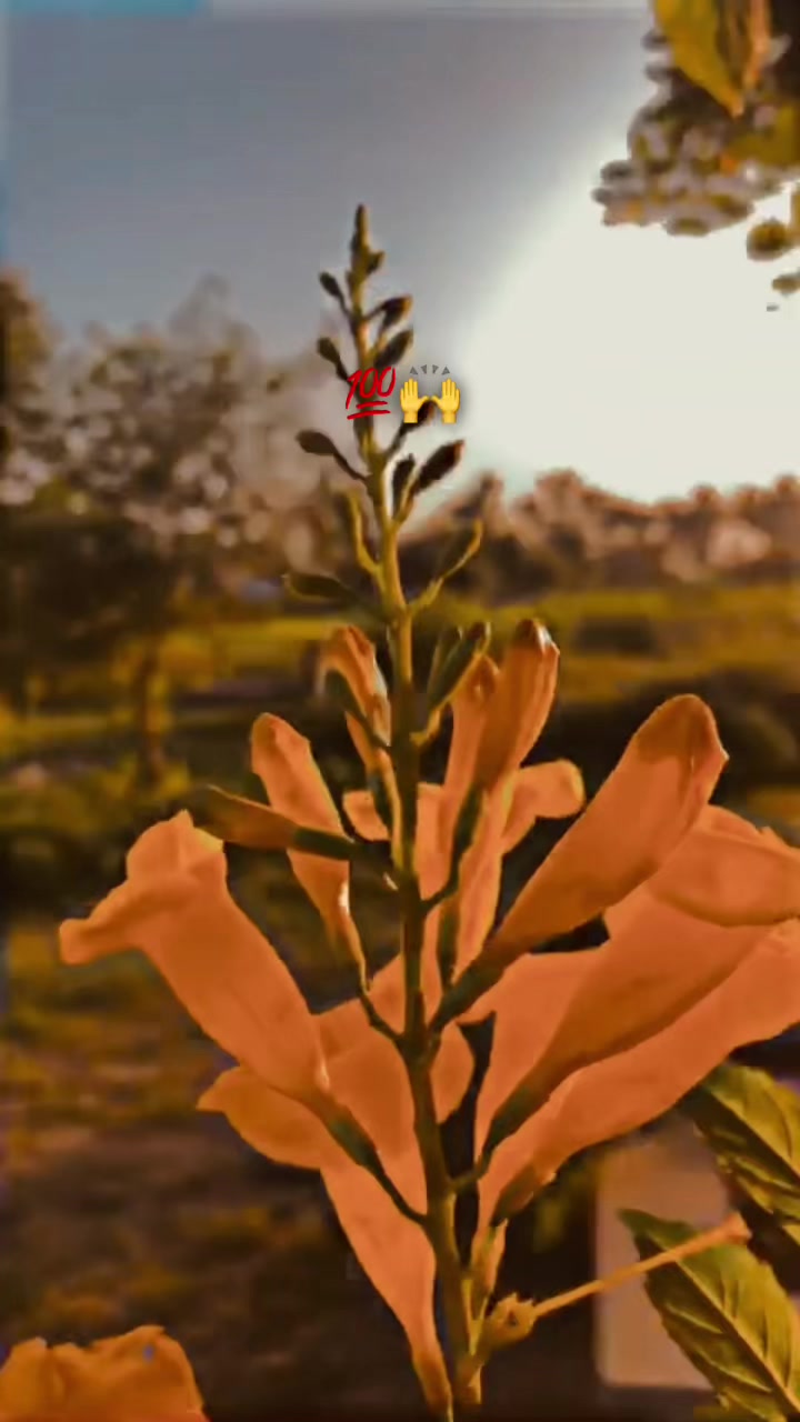 @پنڈا والے راجپوت☘️☘️ظفر وال🤗