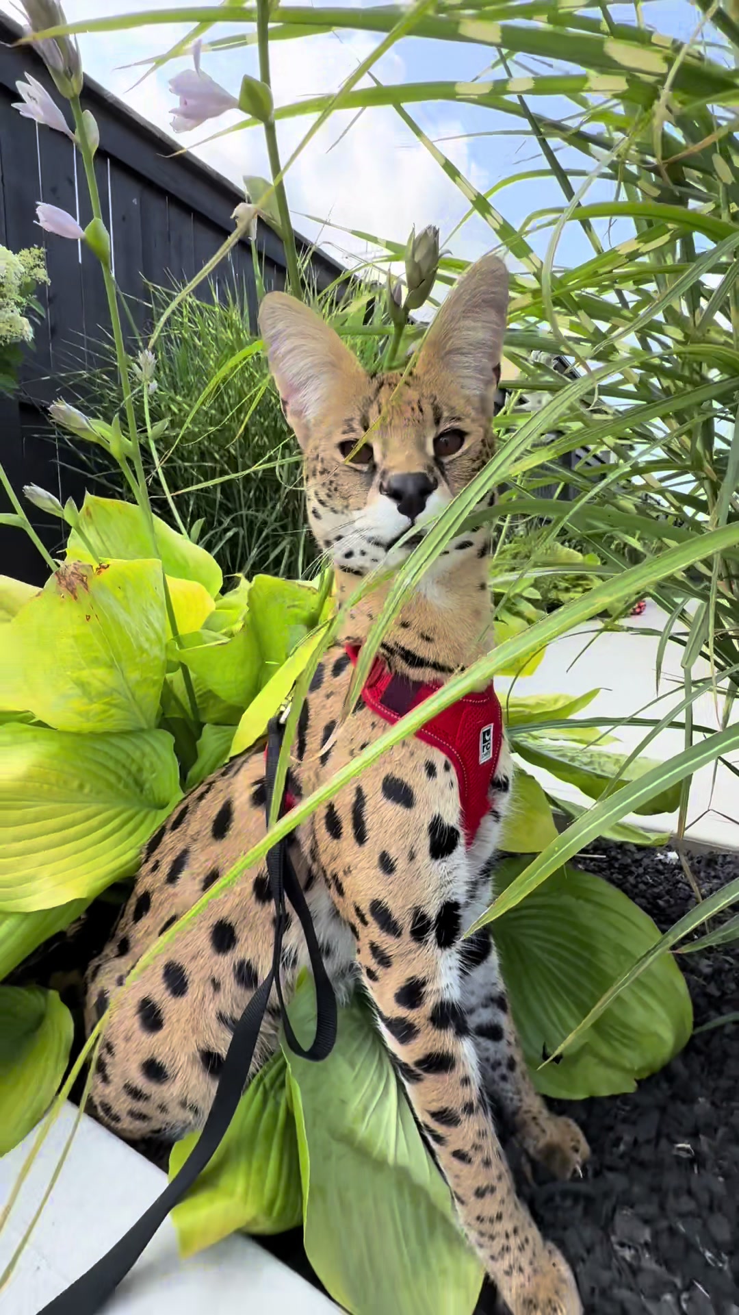 @milo the serval