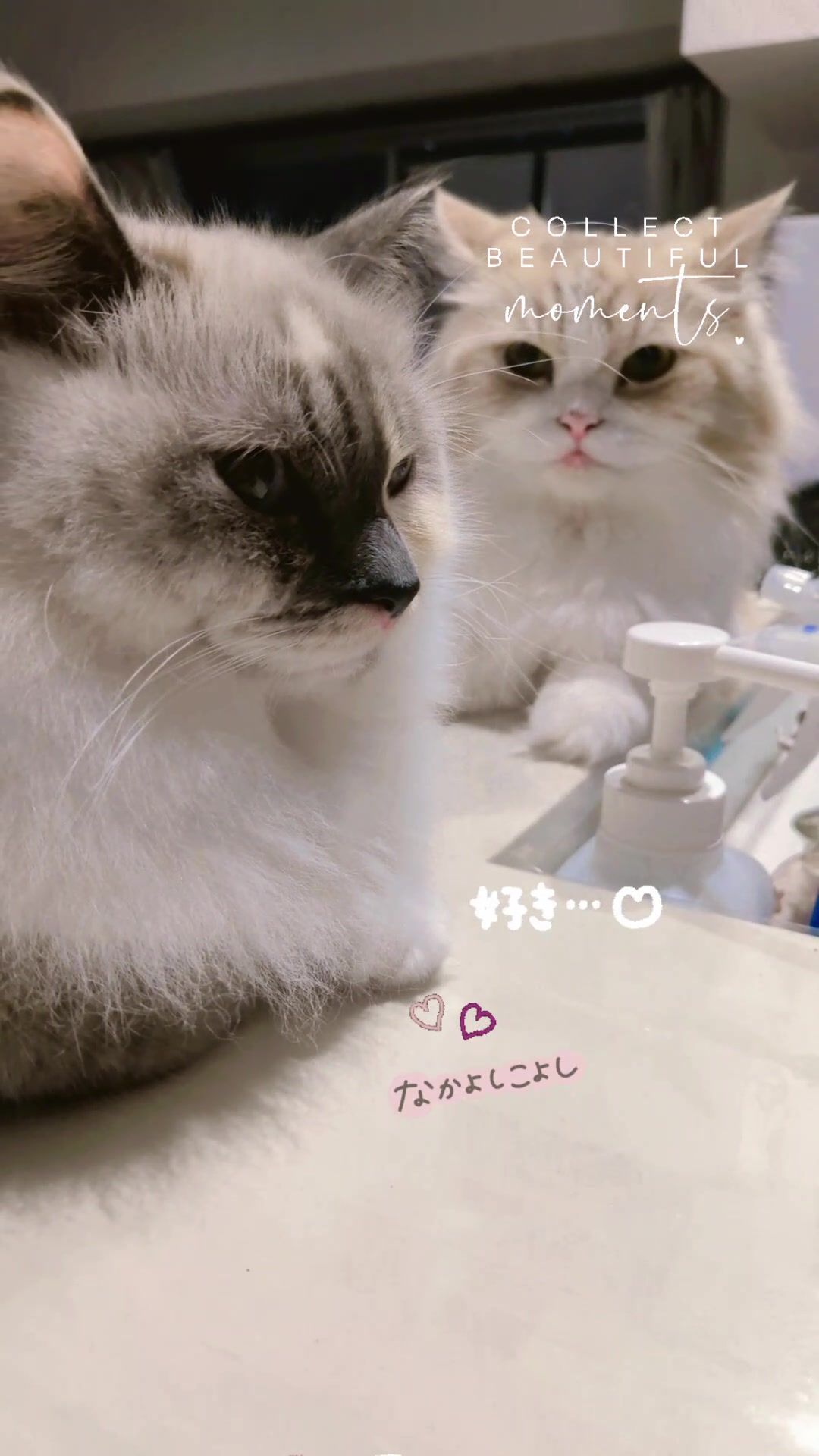 @ベコまま