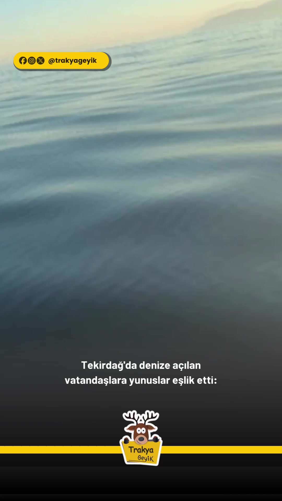 @Muğla Geyik