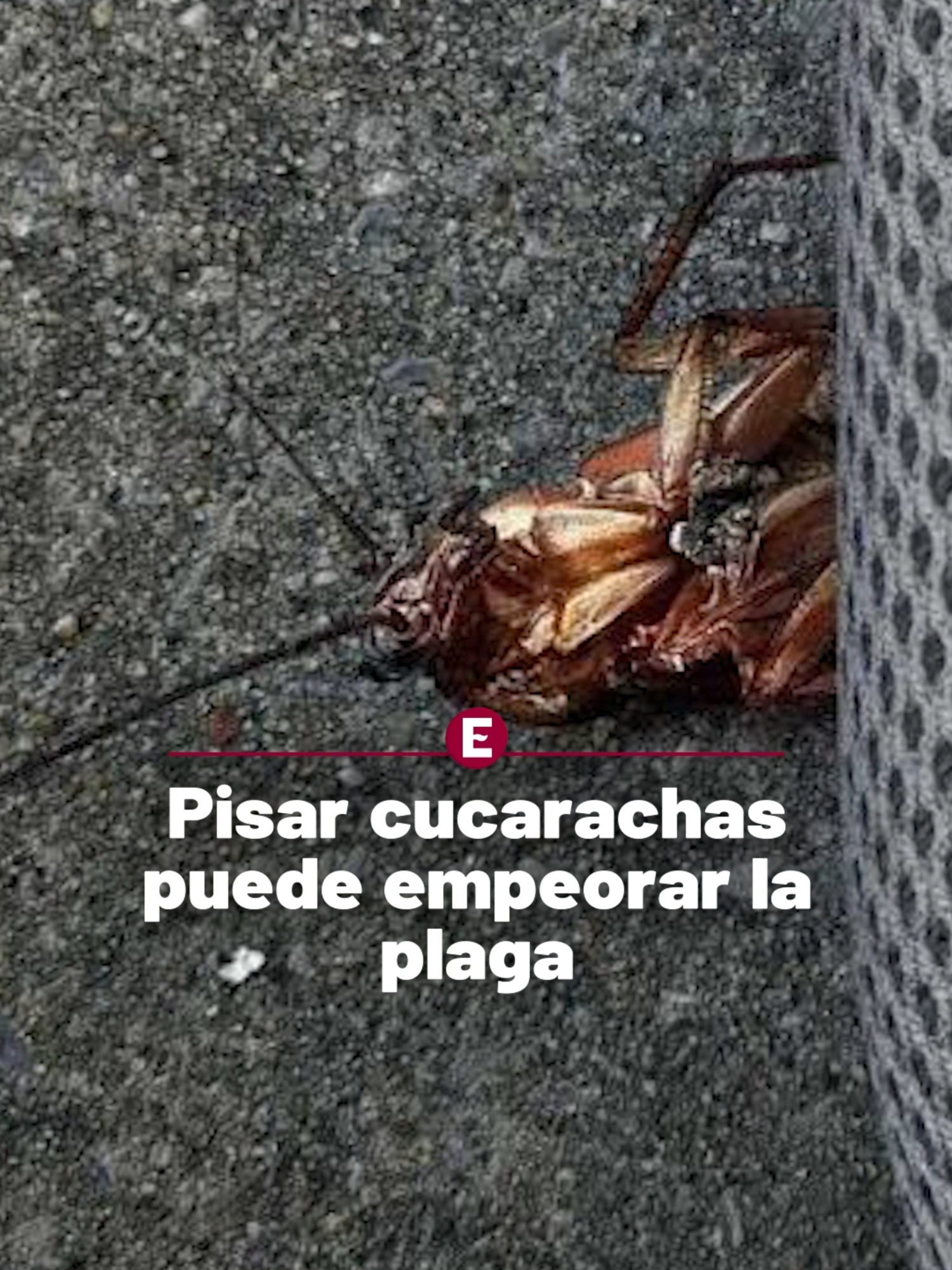 @Periódico Excélsior