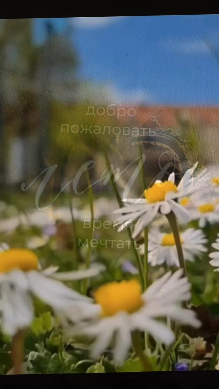 @☆꧁✬◦.𝒱.𝒮𝒽 .✬꧂☆