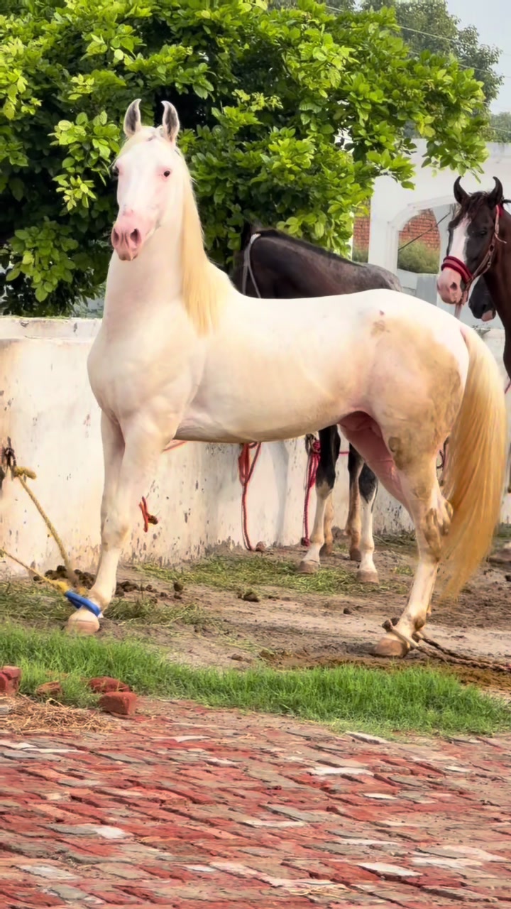 @Faisal Altaf Bosal