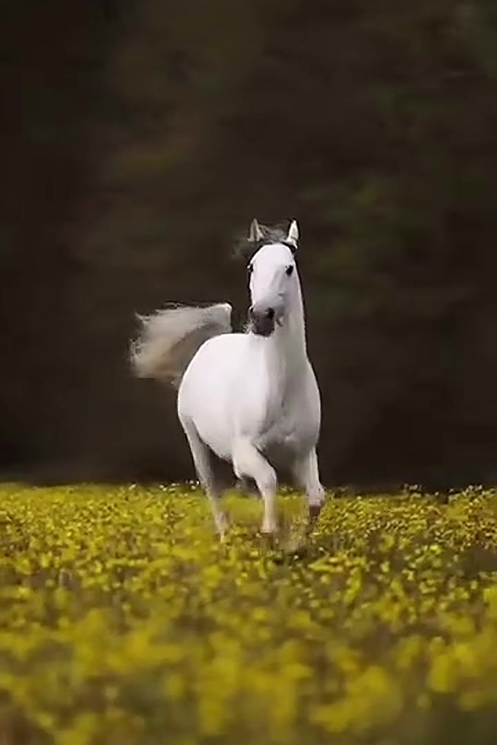 @Zaheer bin Zulfaqeer