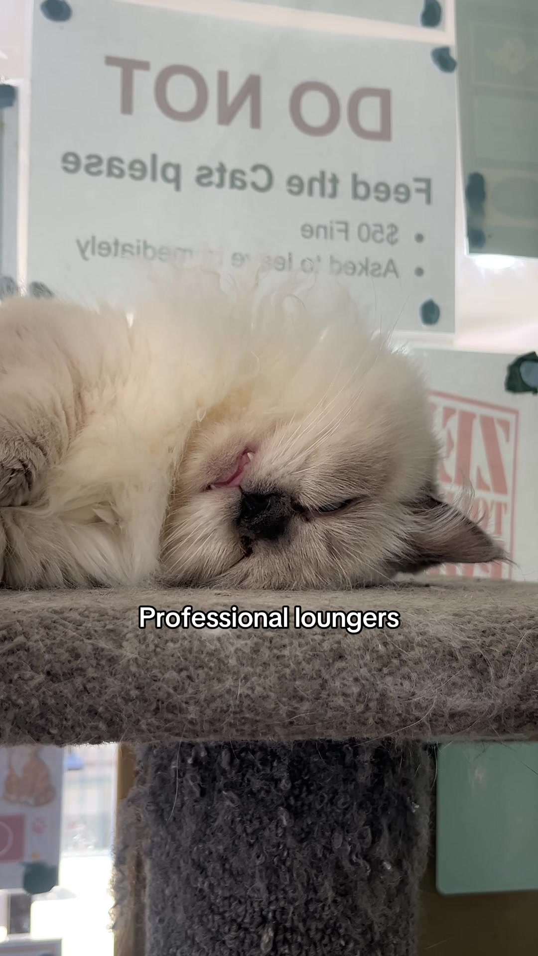 @crazycatcafe