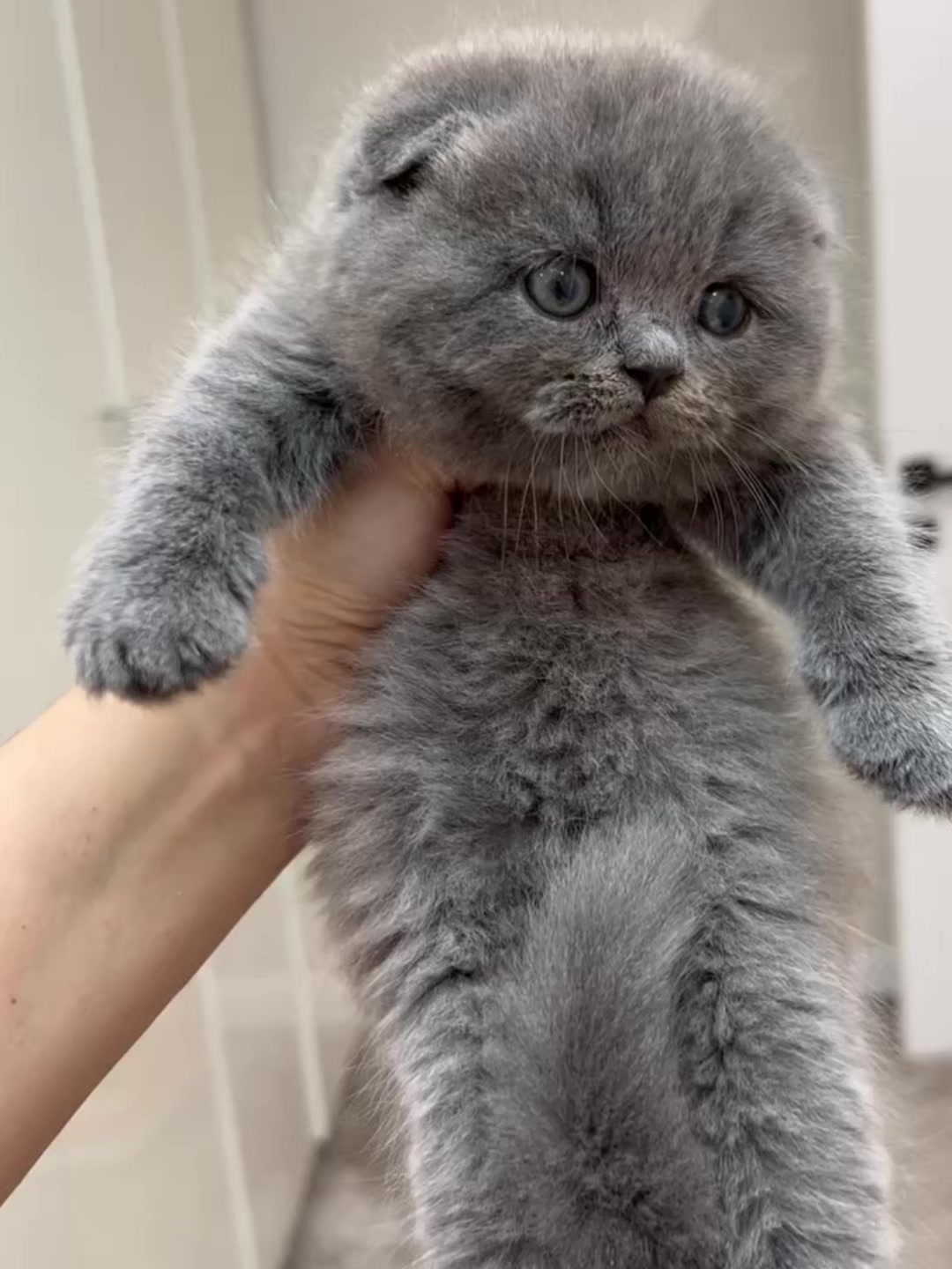@kittens_uz
