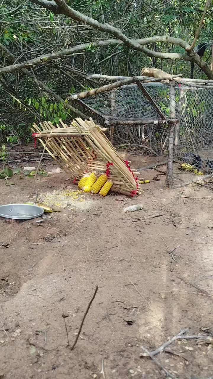 @dudu e a mata 🐆