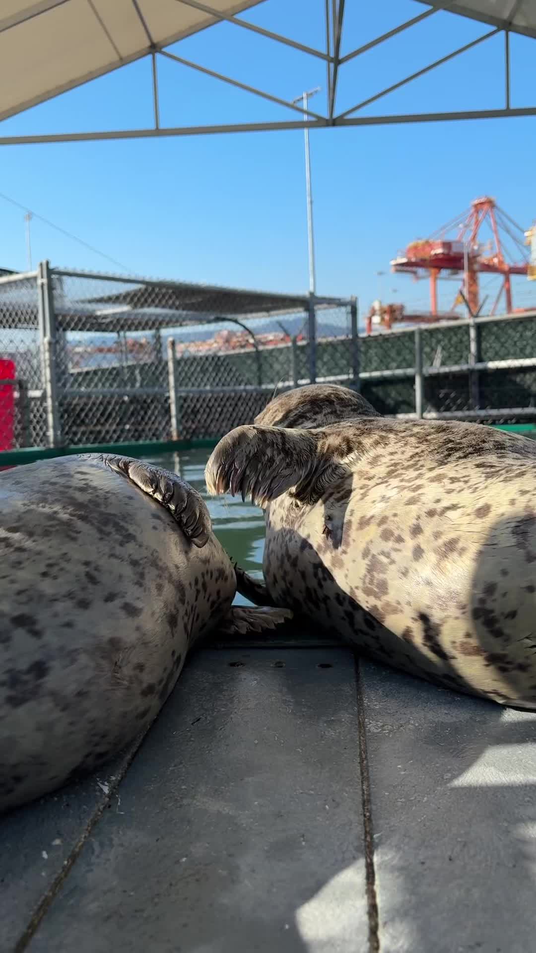 @Marine Mammal Rescue Society