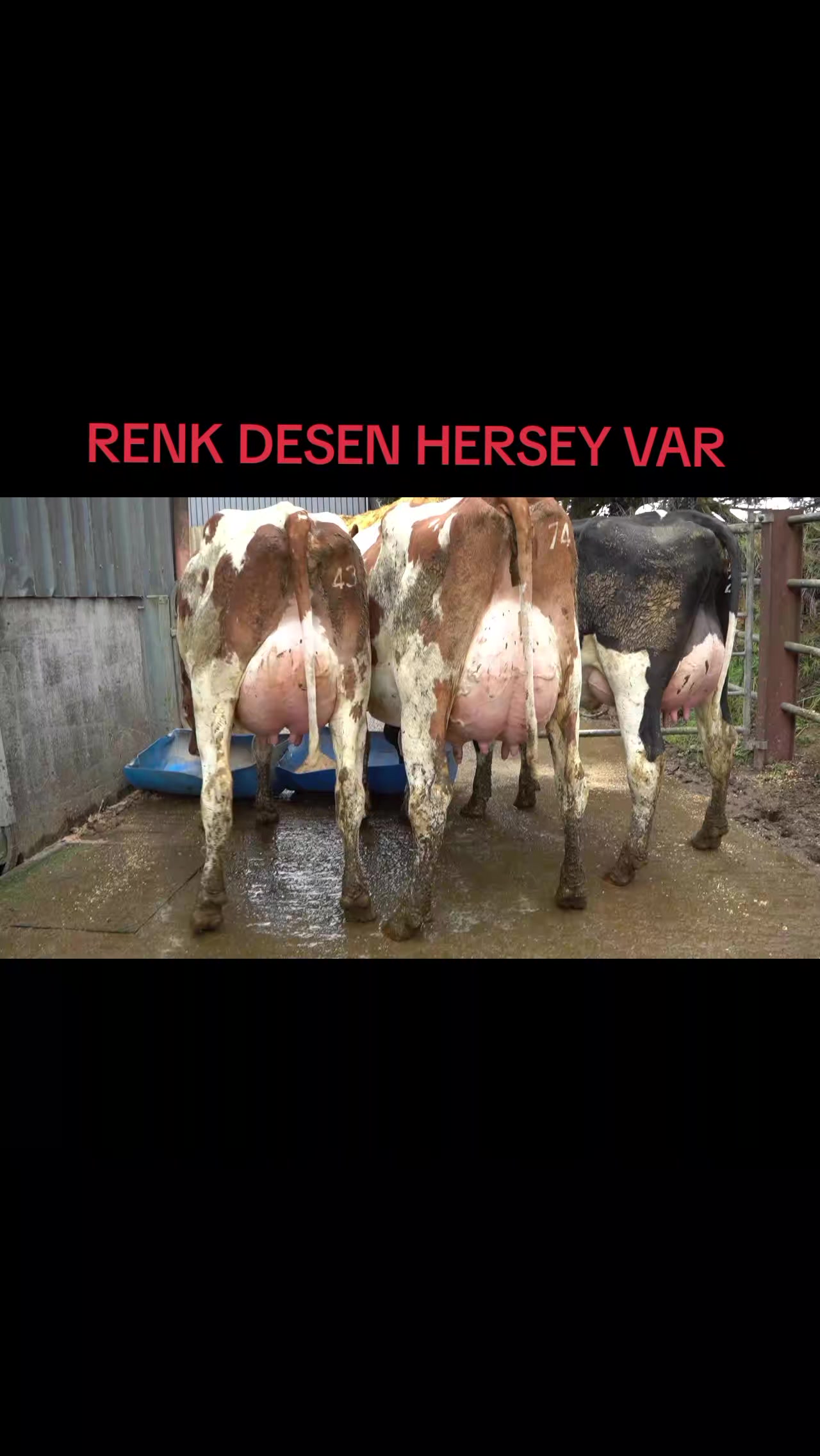 @B&Uuml;Y&Uuml;KBAŞ HAYVANCILIK