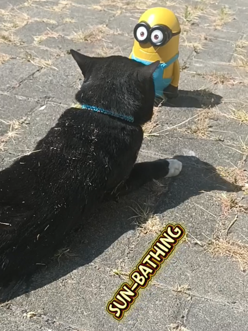 @sapijoko