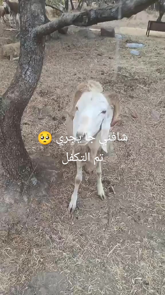 @طبيب بيطري و أفتخر