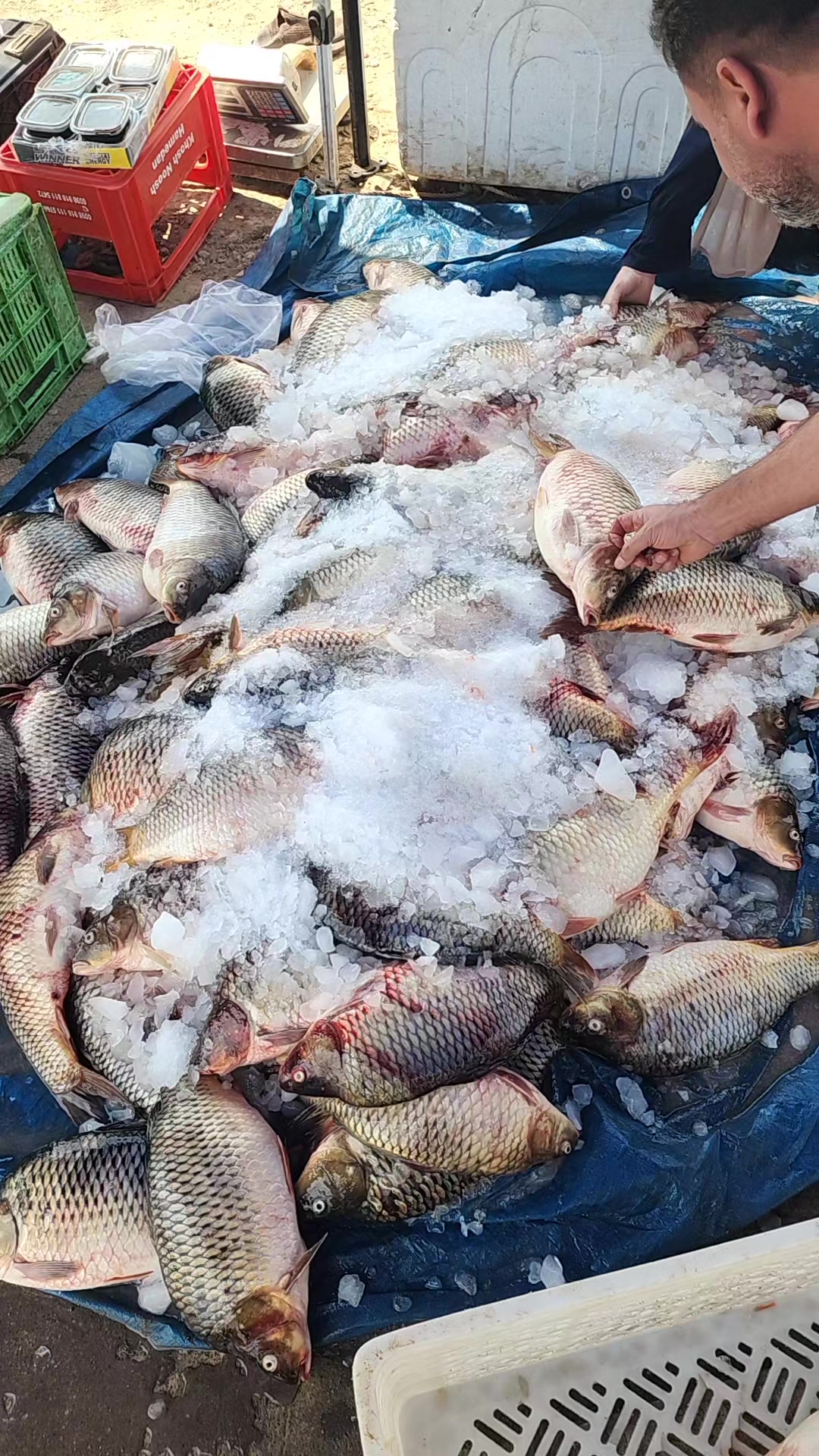 @🐟عارف زراریarf zrare🐟