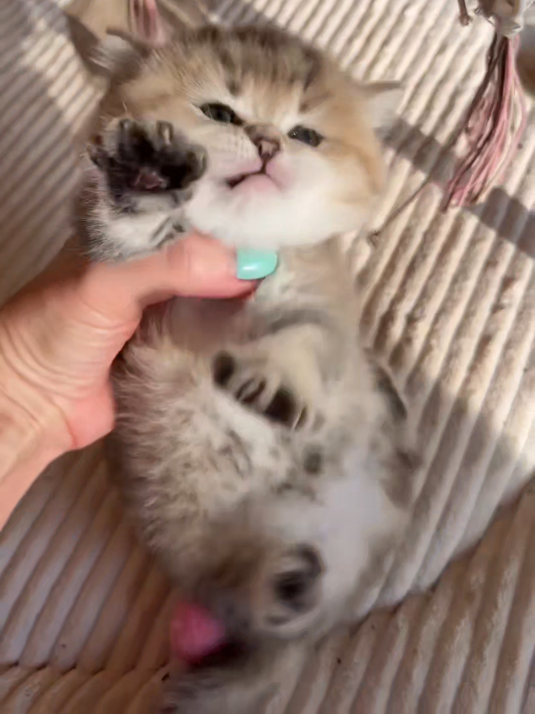 @Chonky World Of Cats