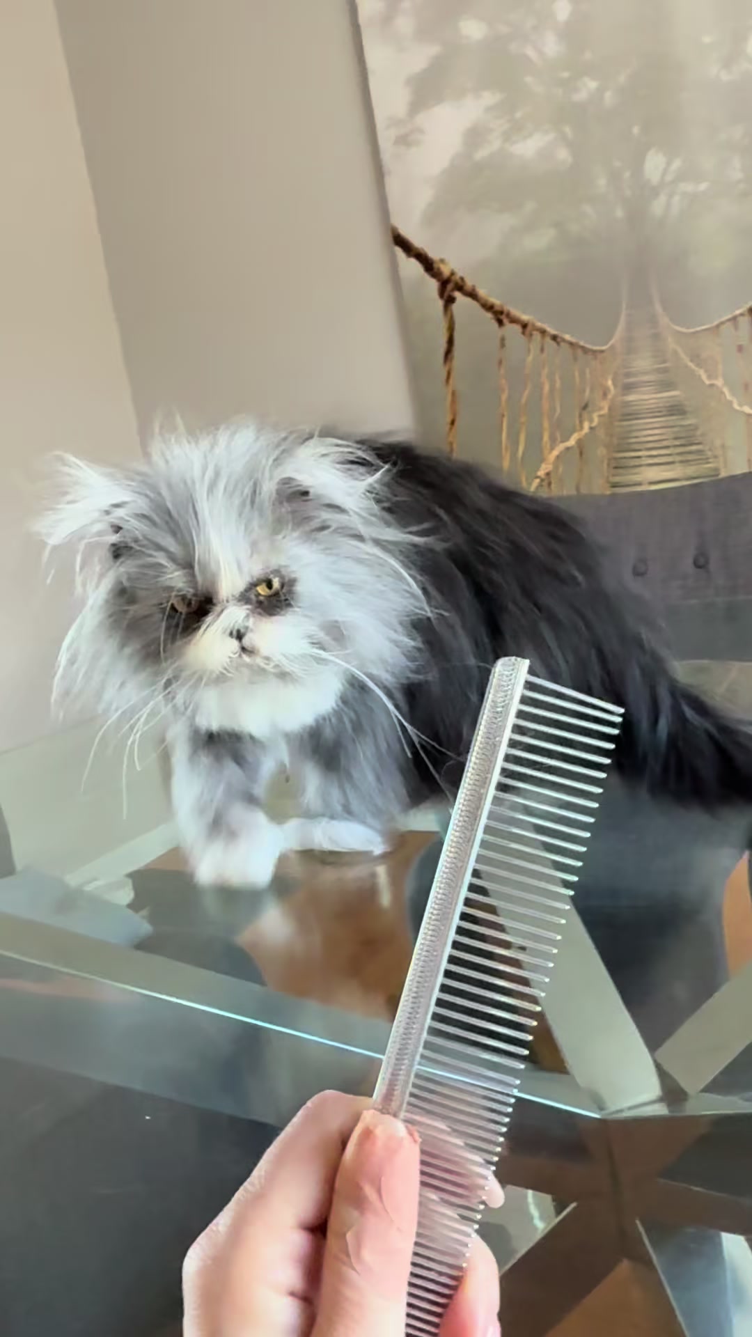 @atchoumthecat