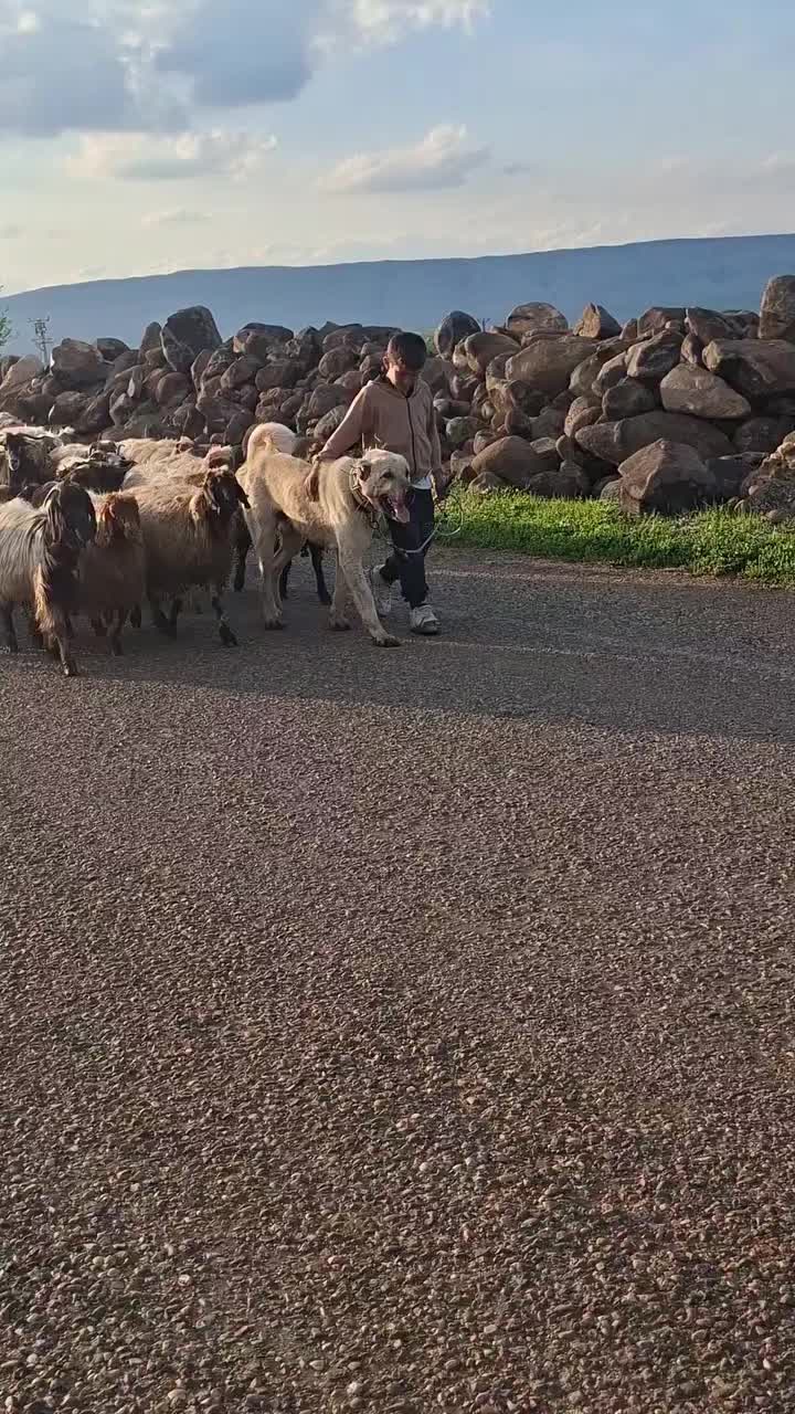 @ali çınar