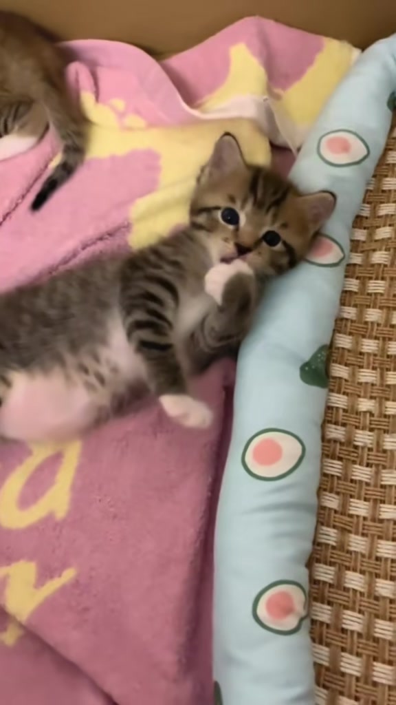 @catbosssss
