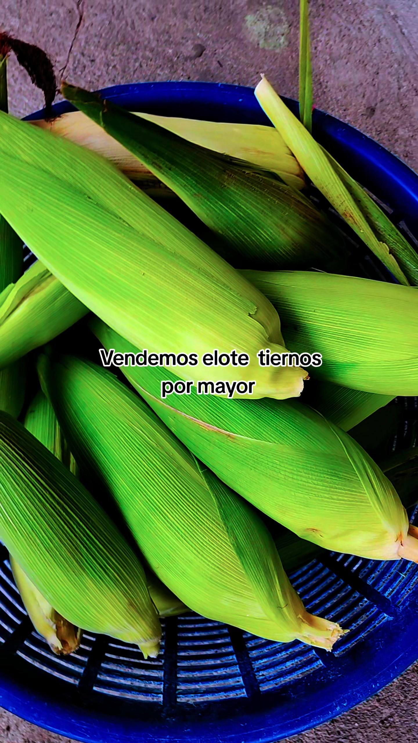 @🍒Andrea.de.Uz