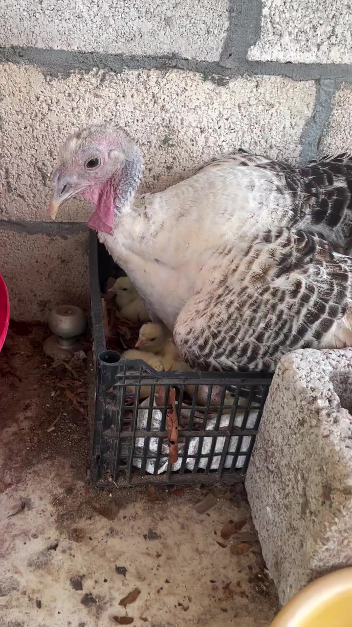 @Chicken ornamental Farm