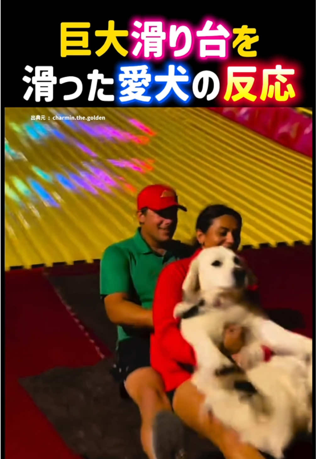 @動物癒し動画♡ animal cute