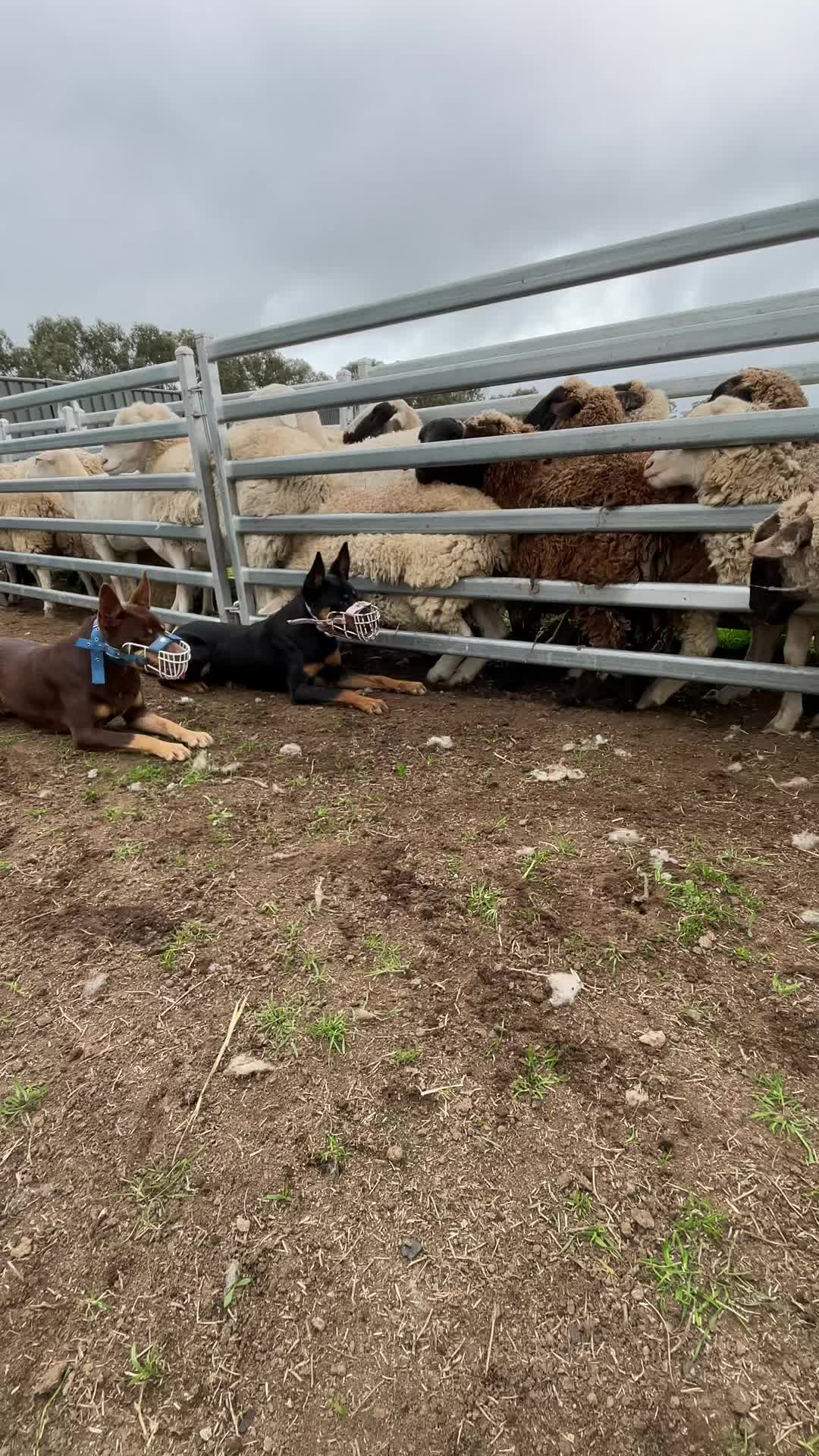 @SouthernDreamin Kelpie stud