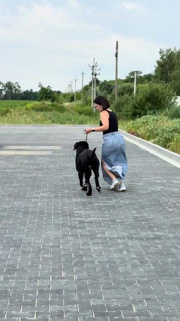 @Кане Корсо