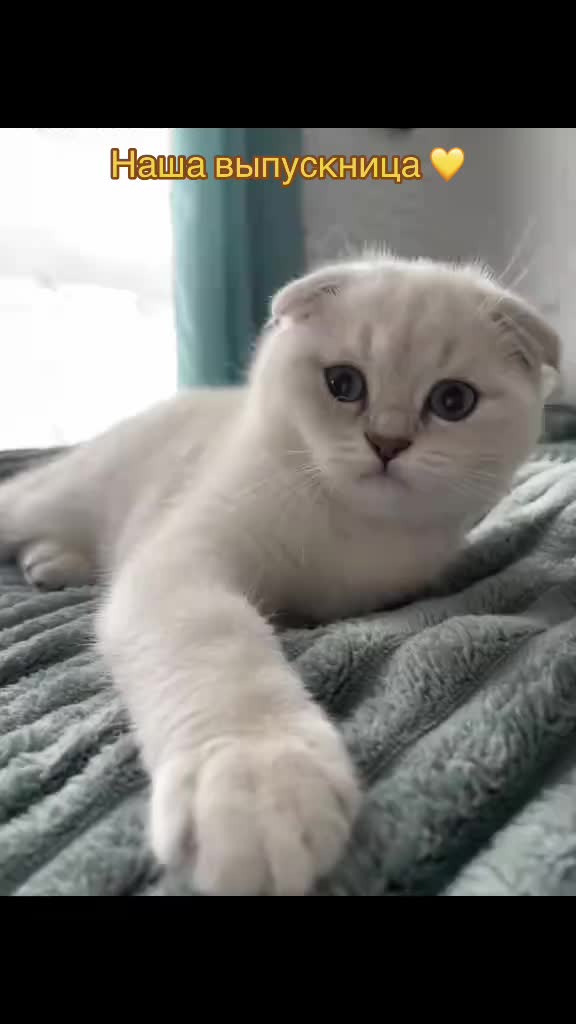 @Cat&Kittens