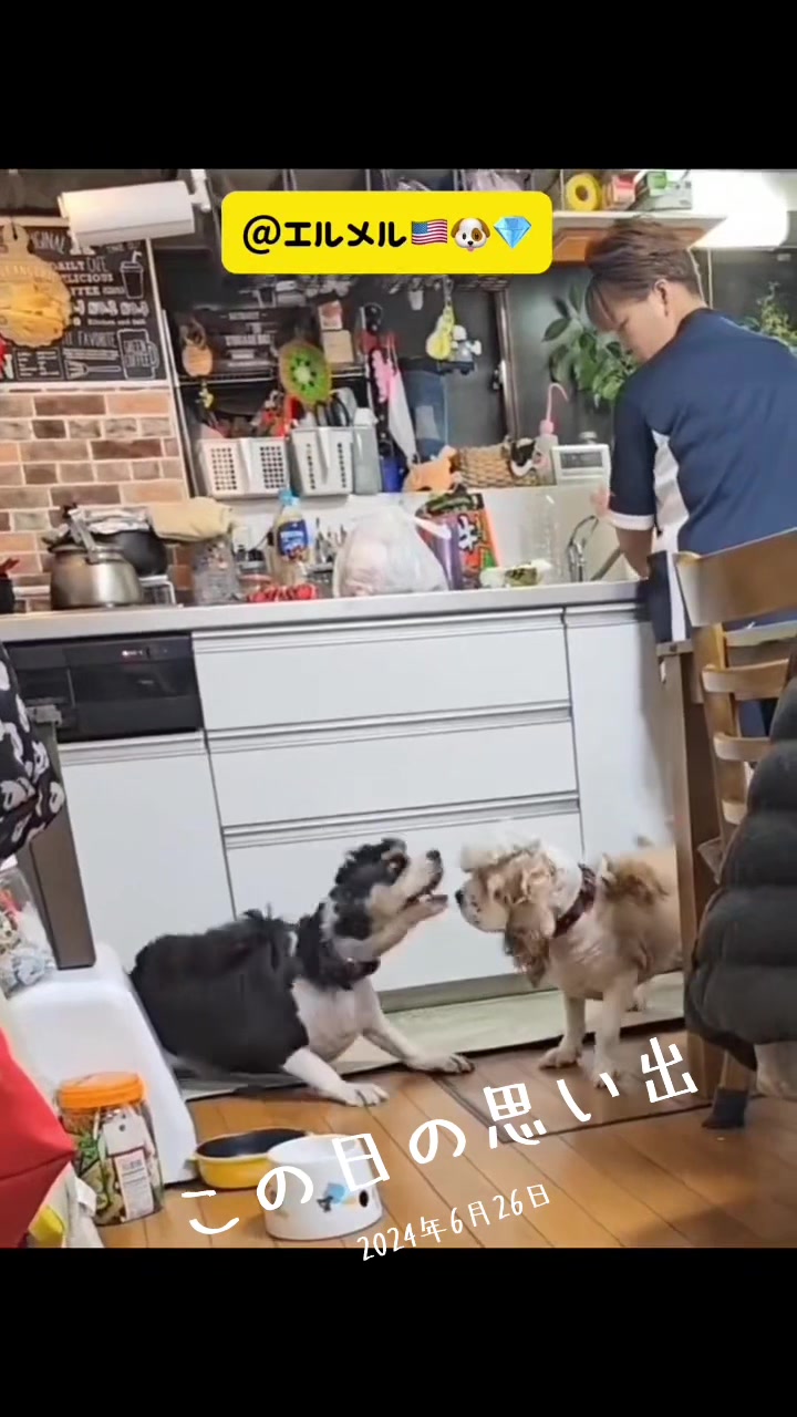 @じゃんけんぽん太🇬🇧🐶🇺🇸💎
