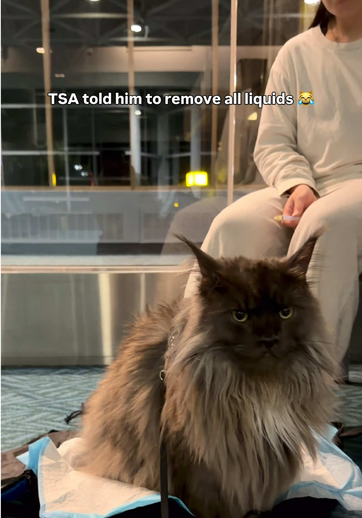 @Mugen the Maine Coon ๐จ๐ฆ
