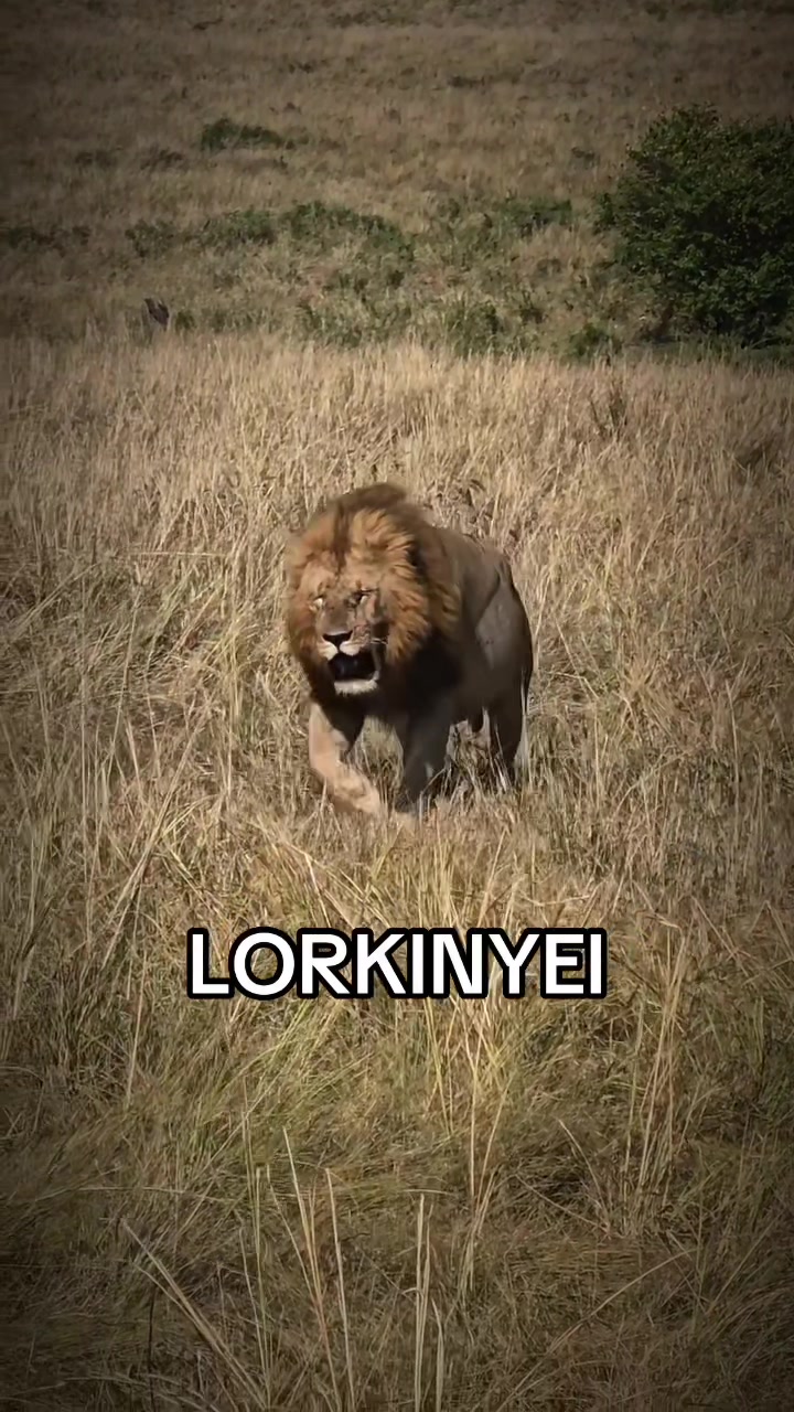 @𝓝 𝓪 𝓲 【Lion Expert】