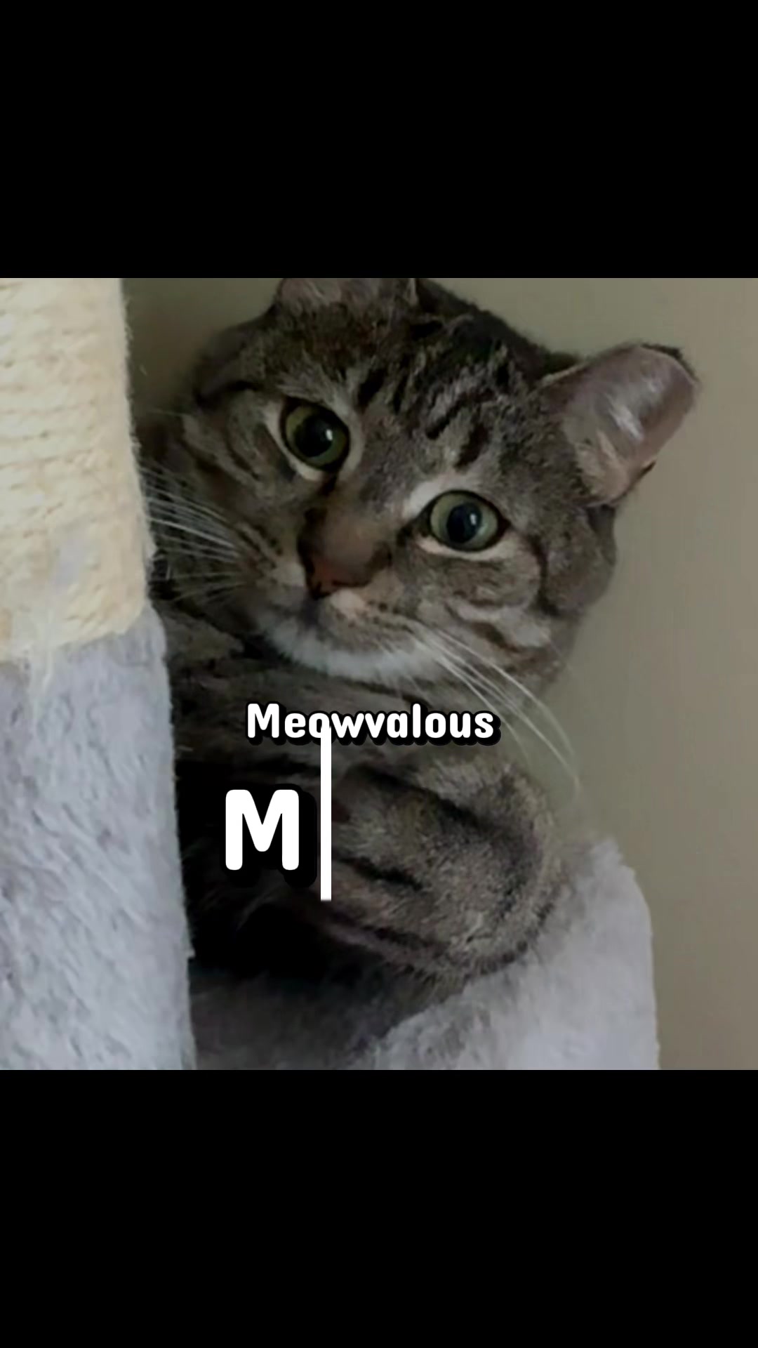 @North Toronto Cat Rescue
