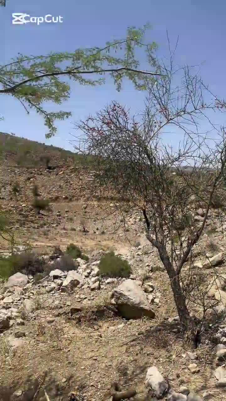 @ammir marri