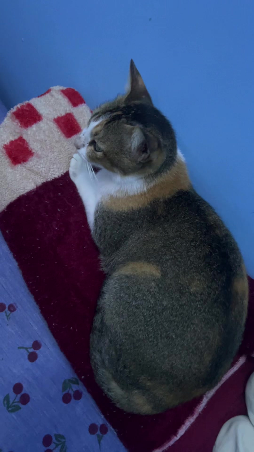 @Me & Meow