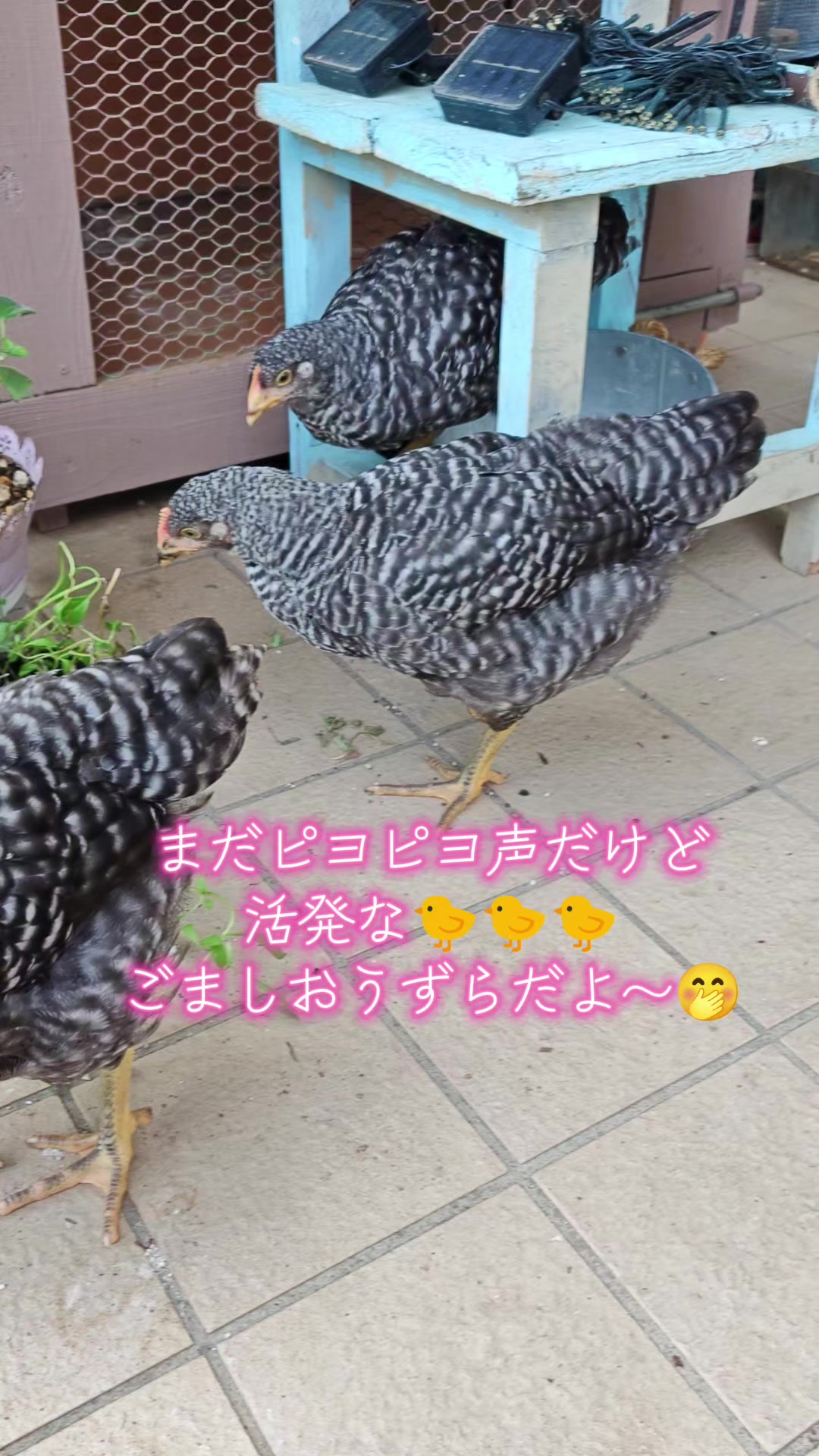 @ANIMAL♡M
