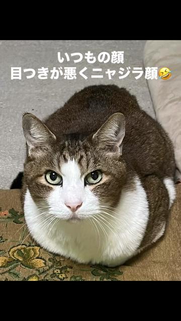 @ケムまる🍎🧄🍮